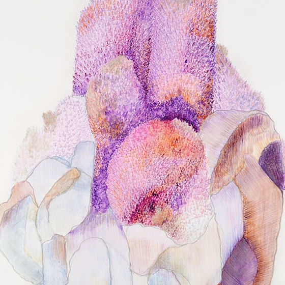 https://ucenter.mirunadragan.com/files/gimgs/th-23_Erratics-Draw3-detail-web_v2.jpg